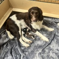 English Springer Spaniel - Both