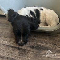 English Springer Spaniel - Both