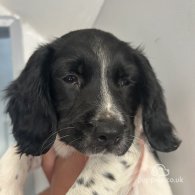 English Springer Spaniel - Both