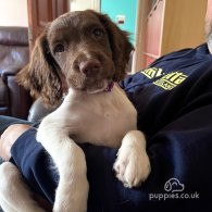 English Springer Spaniel - Bitches