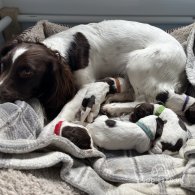 English Springer Spaniel - Bitches