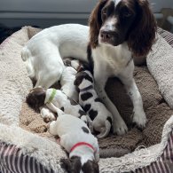 English Springer Spaniel - Bitches