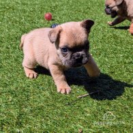 French Bulldog - Both