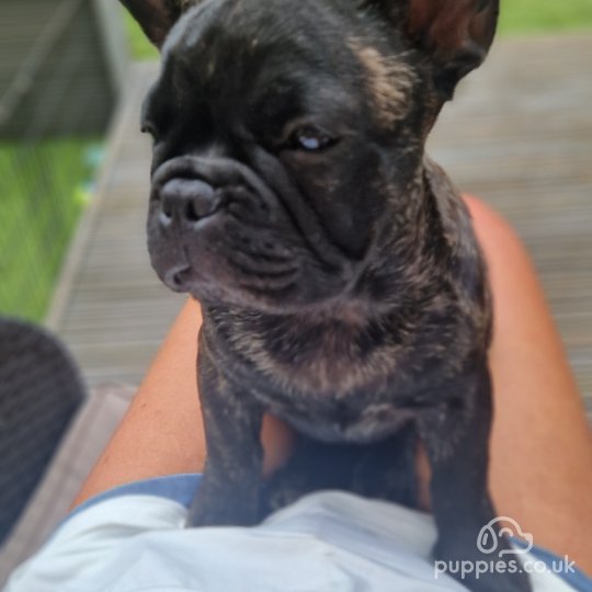 French Bulldog - Dogs