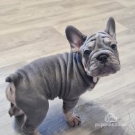 French Bulldog - Dogs