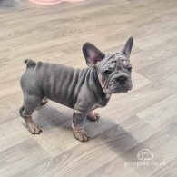 French Bulldog - Dogs