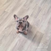 French Bulldog - Dogs