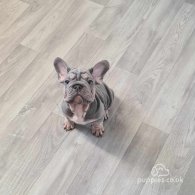 French Bulldog - Dogs