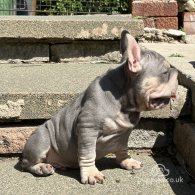 French Bulldog - Dogs