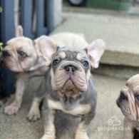 French Bulldog - Dogs