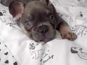 French Bulldog