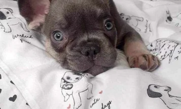 French Bulldog
