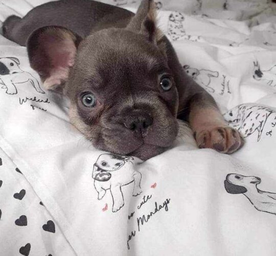 French Bulldog