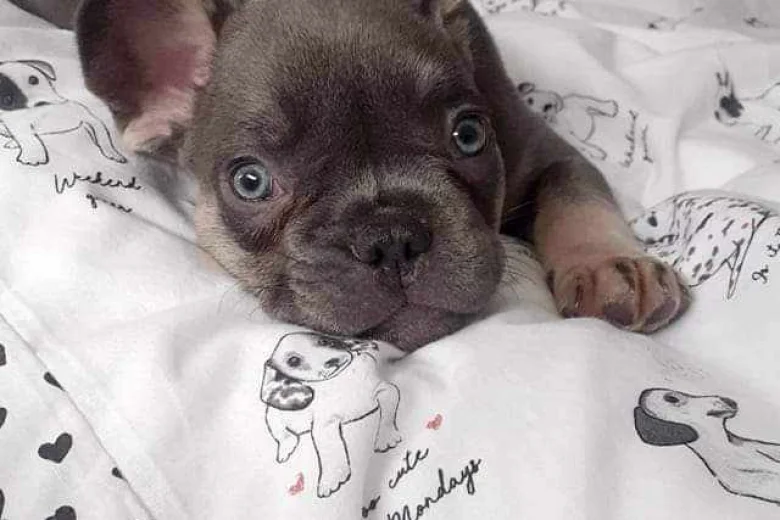 French Bulldog