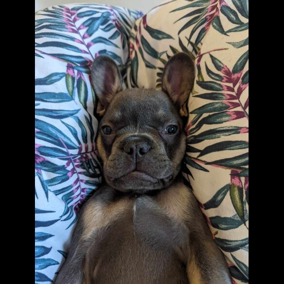 French Bulldog