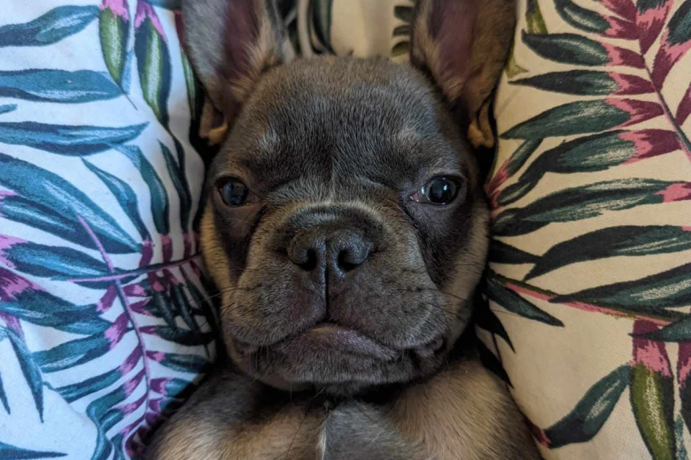 French Bulldog