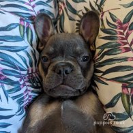 French Bulldog