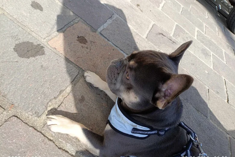 French Bulldog
