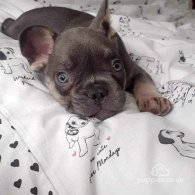 French Bulldog