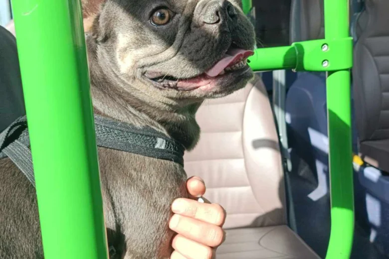 French Bulldog
