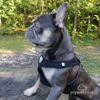 French Bulldog