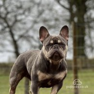 French Bulldog - Both