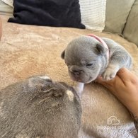 French Bulldog - Both