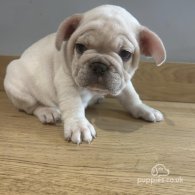 French Bulldog - Both