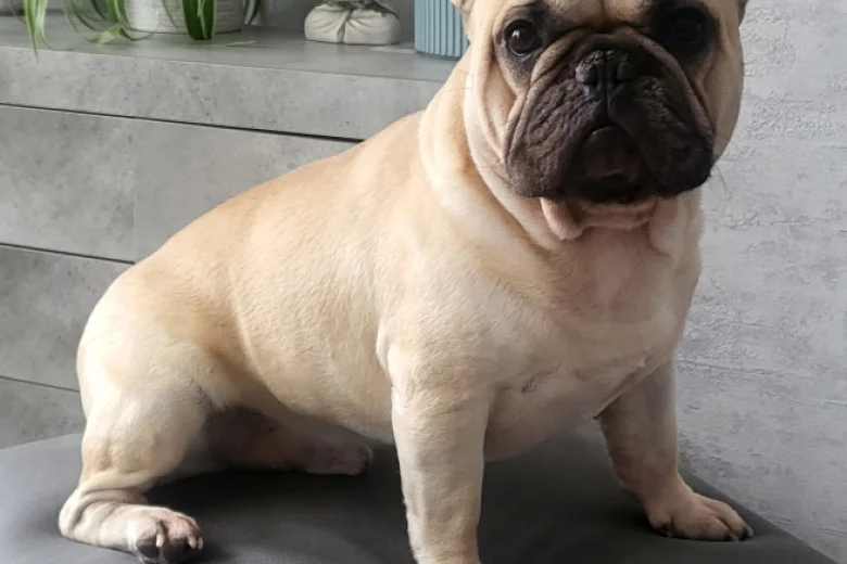 French Bulldog