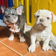 French Bulldog - Both