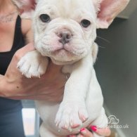 French Bulldog - Both