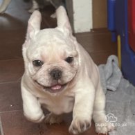 French Bulldog - Both