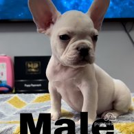 French Bulldog - Both