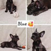 French Bulldog - Both