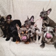 French Bulldog - Both