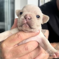 French Bulldog - Both