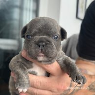 French Bulldog - Both