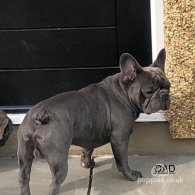 French Bulldog - Both