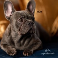 French Bulldog - Both