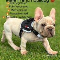 French Bulldog - Both