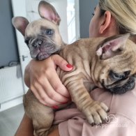 French Bulldog - Dogs