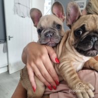 French Bulldog - Dogs