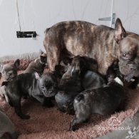 French Bulldog - Both