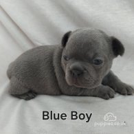 French Bulldog - Both