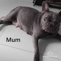 French Bulldog - Both