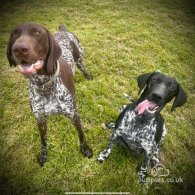 German Pointer - Both