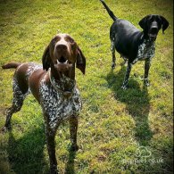 German Pointer - Both