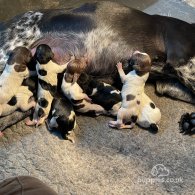 German Pointer - Both