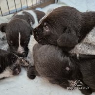 German Pointer - Both