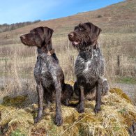 German Pointer - Both